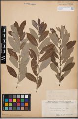 Foto von Salix cinerea L.